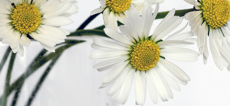 daisy flowers daisy flowers