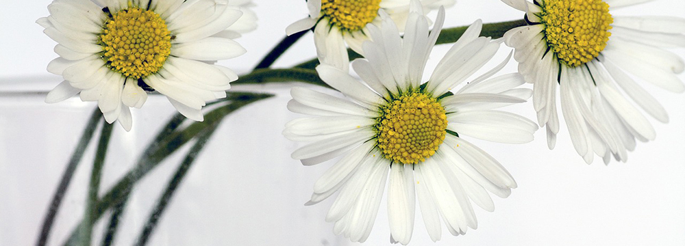 daisy flowers daisy flowers